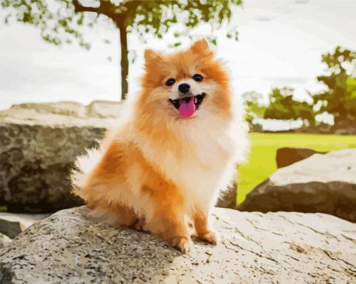 Adorable Puppy Pomeranian paint by numbers