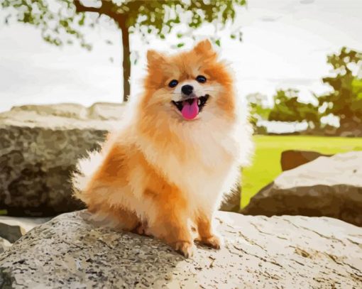 Adorable Puppy Pomeranian paint by numbers