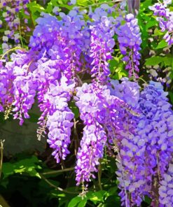 Purple Wisteria Flowers paint by numbers