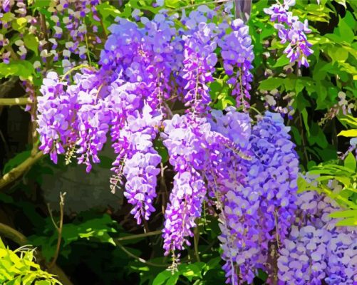 Purple Wisteria Flowers paint by numbers