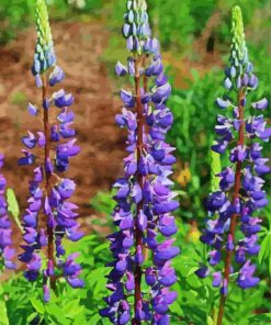 Purple Lupins Plants paint by numbers