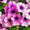 Purple Petunia Flowers paint by numbers