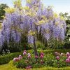 Purple Wisteria Tree paint by numbers