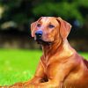 Brown Rhodesian Ridgeback paint byb numbers