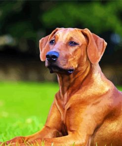 Brown Rhodesian Ridgeback paint byb numbers