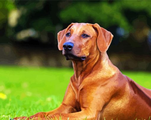 Brown Rhodesian Ridgeback paint byb numbers