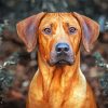 Rhodesian Ridgeback paint by numbers