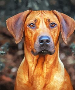 Rhodesian Ridgeback paint by numbers