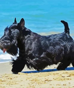 Black Scottish Terrier paint by numbers