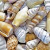 Beautiful Seashells paint by numbers