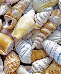 Beautiful Seashells paint by numbers