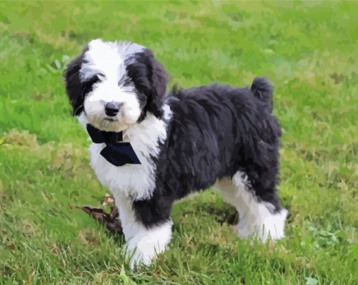 Sheepadoodle Dog paint by numbers