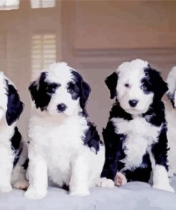 Sheepadoodles Puppies Dogs paint by numbers