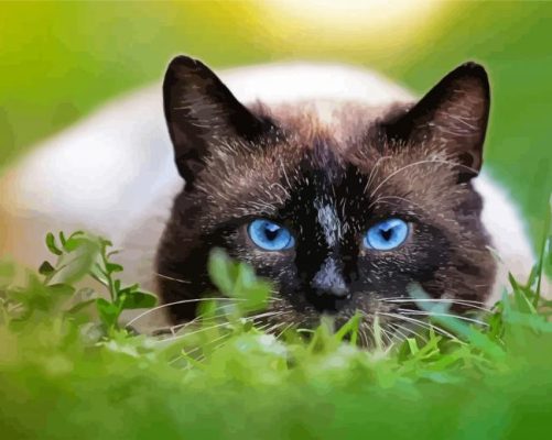 Cute Siamese Cat paint by numbers