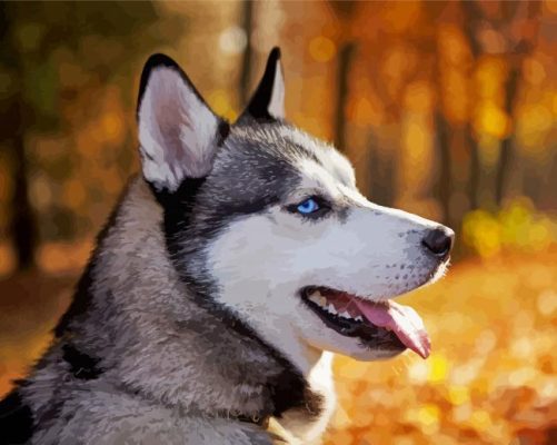 Siberian Husky Side Profile paint by numbers