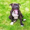 Cute Staffy Dog paint by numbers