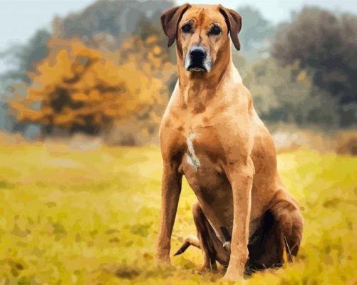 Rhodesian Ridgeback Dog Animal paint by numbers