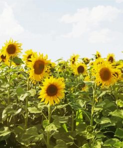 Sunflowers Field paint by numbers