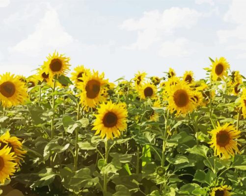 Sunflowers Field paint by numbers