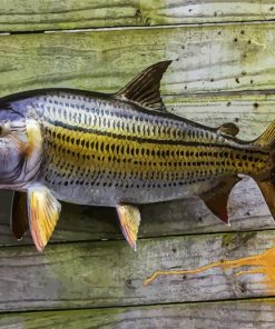 Wild Tigerfish paint by numbers