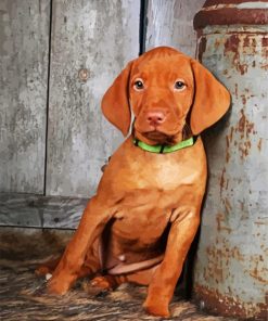 Vizsla Puppy Dog paint by numbers