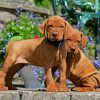 Adorable Vizsla Puppies Dogs paint by numbers