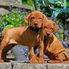 Adorable Vizsla Puppies paint by numbers