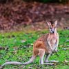 Wallaby Animal paint by numbers