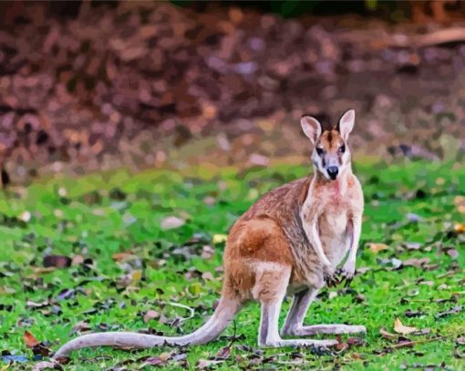 Wallaby Animal paint by numbers