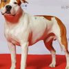 American Staffordshire Terrier paint by numbers