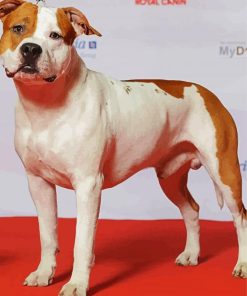 American Staffordshire Terrier paint by numbers