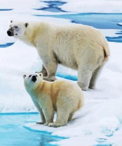 White Antarctica Bears paint by numbers