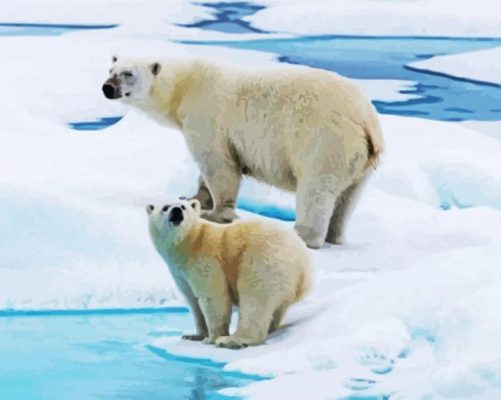 White Antarctica Bears paint by numbers