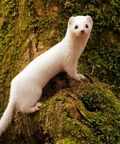 White Weasel Animal paint by numbers