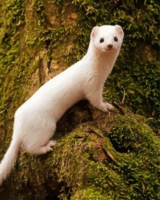 White Weasel Animal paint by numbers