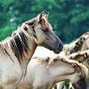 Aesthetics White Brumbies Horses paint by numbers