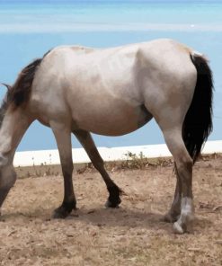 Adorable White Brumby Horse paint by numbers