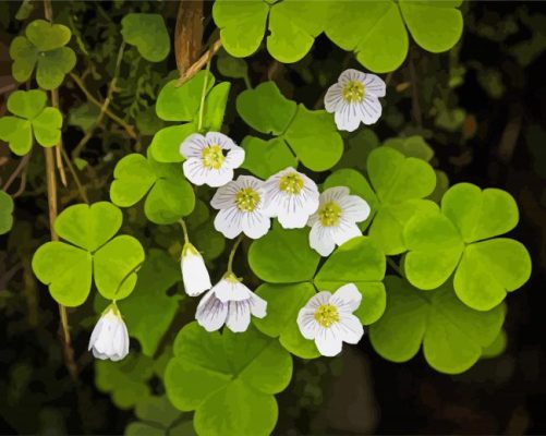 White Oxalis Flowers paint by numbers