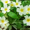 Beautiful White Primroses paint by numbers