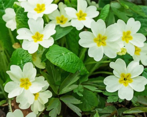 Beautiful White Primroses paint by numbers