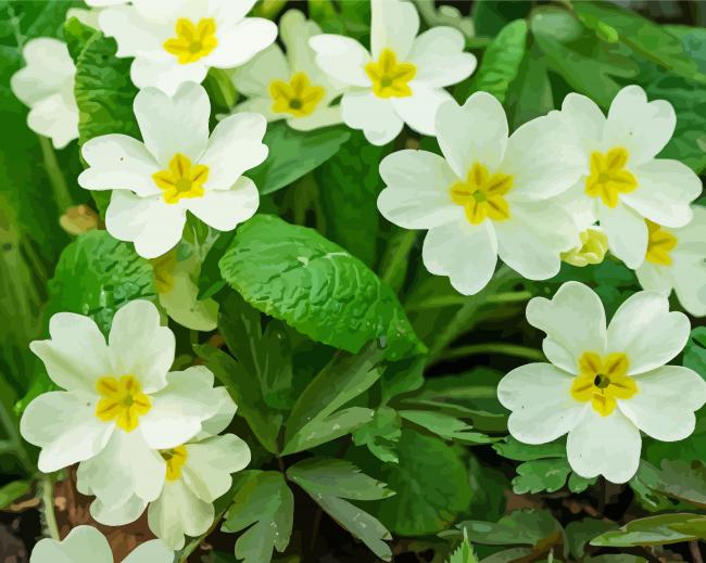 Beautiful White Primroses paint by numbers