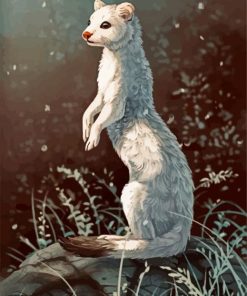 Cute White Stoat paint by numbers