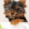 Yorkie Puppy Dog paint by numbers