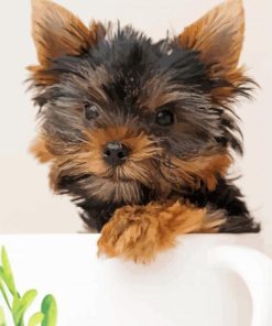 Yorkie Puppy Dog paint by numbers