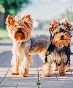 Yorkshire Terrier And Yorkie paint by numbers