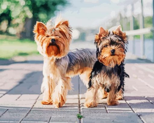 Yorkshire Terrier And Yorkie paint by numbers