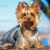 Yorkie Puppy paint by numbers