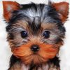 Cute Yorkie Puppy paint by numbers