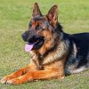 Adorable German Shepherds paint by numbers