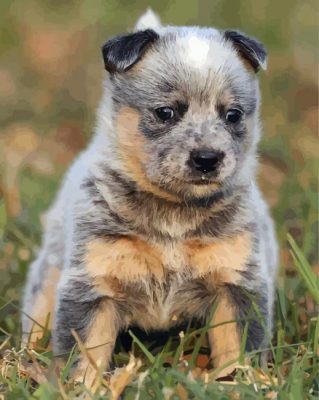 Aesthetic Red Heeler Puppy paint by numbers